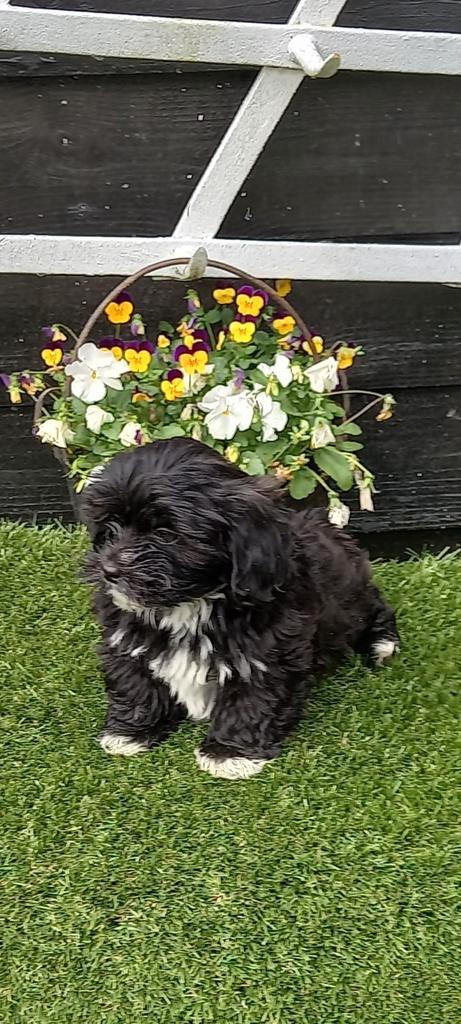 Te koop mooie kleinblijvende speelse boomer pups, Dieren en Toebehoren, Honden | Chihuahua's en Gezelschapshonden, Reu, Overige rassen