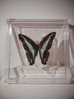 Mooie vlinder., Ophalen of Verzenden, Zo goed als nieuw, Insect, Opgezet dier