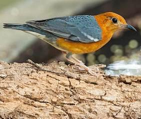 1-1 Kweekkoppel Damalijsters, Dieren en Toebehoren, Vogels | Overige Vogels, Meerdere dieren, Geringd