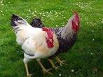 GROTE HANEN, Dieren en Toebehoren, Pluimvee, Mannelijk, Kip