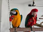 groenvleugel ara man papegaai, Meerdere dieren, Papegaai