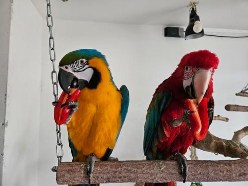 groenvleugel ara man papegaai, Dieren en Toebehoren, Vogels | Parkieten en Papegaaien, Papegaai, Meerdere dieren