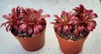 Aeonium Suzaku ook wel Phoenix Flame genoemd, Vetplant, Ophalen of Verzenden, Minder dan 100 cm, Volle zon