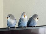 Agapornis Dwergpapegaai Diverse Kleuren Eventueel met kooi, Meerdere dieren, Dwergpapegaai of Agapornis, Tam