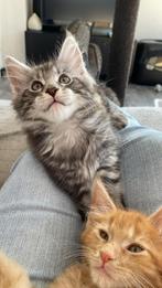 Mooie sociale Maine Coon kittens met stamboom, Meerdere dieren, Gechipt, 0 tot 2 jaar