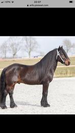 Goedgekeurde Fell pony  hengst ter dekking schofthoogte 1.41, Dieren en Toebehoren, Hengst, Minder dan 160 cm, Gechipt, 11 jaar of ouder