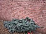 Kunst kerstboom " blauw spar", Ophalen