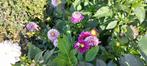 Dahlia plant 4 euro., Tuin en Terras, Planten | Tuinplanten, Volle zon, Vaste plant, Zomer, Ophalen