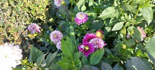 Dahlia plant 4 euro., Tuin en Terras, Planten | Tuinplanten, Vaste plant, Overige soorten, Volle zon, Zomer, Ophalen