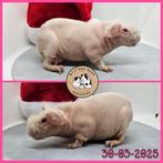 Wit met goud skinny zeugje, Dieren en Toebehoren, Knaagdieren, Vrouwelijk, Tam, Maart, Cavia