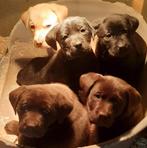 Labrador pups zwart, bruin en blond, 8 tot 15 weken, Labrador retriever, Parvo, Meerdere