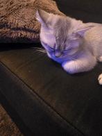 5 maanden poesje, Poes, Gechipt, 0 tot 2 jaar