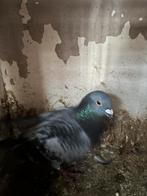 Een doffer, Dieren en Toebehoren, Vogels | Duiven, Mannelijk, Kropper