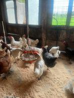 Gratis leghennen, Dieren en Toebehoren, Pluimvee, Vrouwelijk, Kip