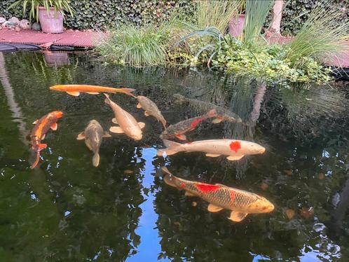 Koi karpers en zonnebaars, Dieren en Toebehoren, Vissen | Vijvervissen, Karper of Koi