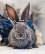 Duitse reuzen Rambo junior bloedlijn, Meerdere dieren, Groot, 0 tot 2 jaar