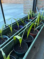 Winterharde palmbomen, Trachycarpus Fortunei, Minder dan 100 cm, Zomer, Palmboom, Ophalen