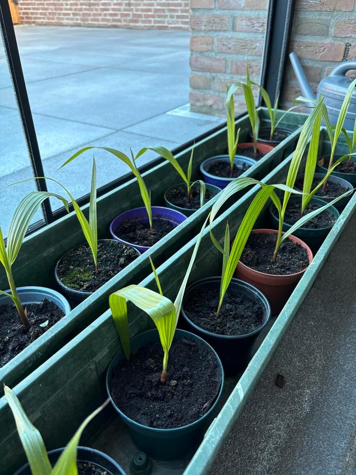 Winterharde palmbomen, Trachycarpus Fortunei, Tuin en Terras, Planten | Bomen, Palmboom, Minder dan 100 cm, Volle zon, Zomer, In pot