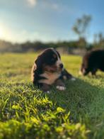PRACHTIGE RASZUIVERE BERNER SENNEN PUPS,,,NOG 2 TEEFJES, Meerdere, Meerdere dieren, Nederland, Particulier