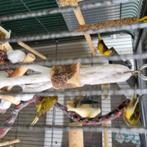 Kanári, Dieren en Toebehoren, Vogels | Kanaries, Meerdere dieren, Kleurkanarie