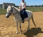 De allerliefste C-pony, Ruin, Dressuurpony, Niet van toepassing, 7 tot 10 jaar