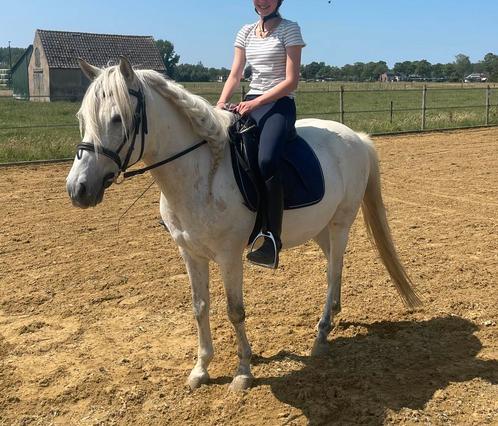 De allerliefste C-pony, Dieren en Toebehoren, Pony's, Ruin, Niet van toepassing, C pony (1.27m tot 1.37m), Dressuurpony, 7 tot 10 jaar