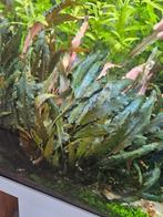Cryptocoryne Beckettii - ook verzenden, Ophalen of Verzenden, Nieuw, Plant(en), Steen of Hout
