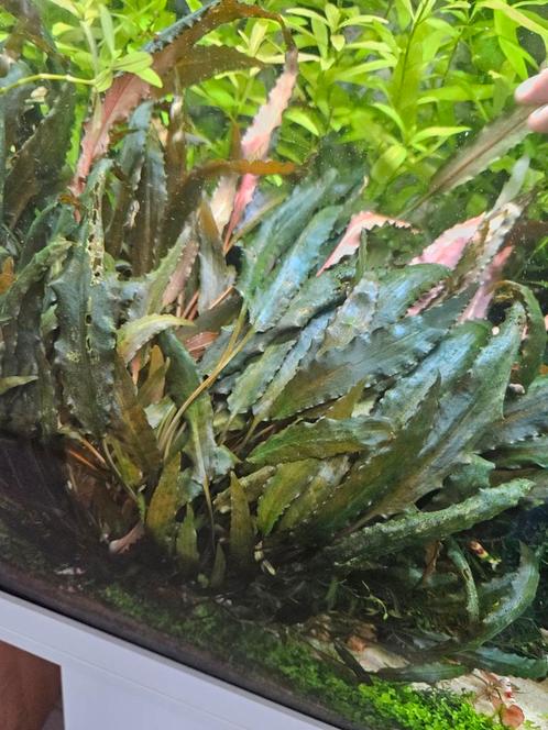 Cryptocoryne Beckettii - ook verzenden, Dieren en Toebehoren, Vissen | Aquaria en Toebehoren, Nieuw, Plant(en), Steen of Hout