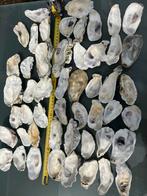 50 oesterschelpen L, Nieuw, Ophalen of Verzenden