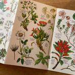 Vintage, retro boek Alpine Flowers, alpenbloemen illustratie, Ophalen of Verzenden, Gelezen, Bloemen, Planten en Bomen