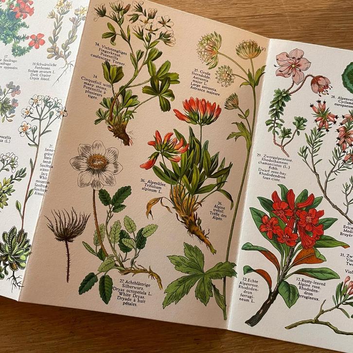 Vintage, retro boek Alpine Flowers, alpenbloemen illustratie, Boeken, Natuur, Gelezen, Bloemen, Planten en Bomen, Ophalen of Verzenden
