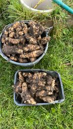 Aardperen gratis ophalen, Ophalen, Volle zon