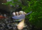 Slakkeneters (Assasin snails), Dieren en Toebehoren, Vissen | Aquaria en Toebehoren, Ophalen, Nieuw, Plant(en), Steen of Hout