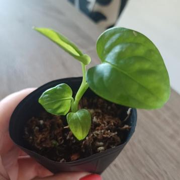 Monstera Adansonii Monkey Mask babyplant geworteld  beschikbaar voor biedingen