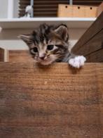 Prachtige jonge poesjes/kittens