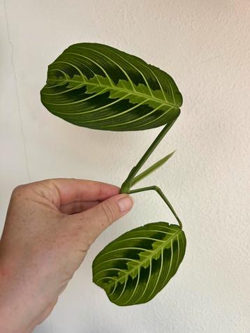 Maranta lemon lime, stek beschikbaar voor biedingen