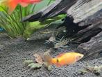 Aquarium vissen, Vis