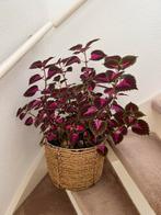 Siernetel plant met pot, Huis en Inrichting, Kamerplanten, Minder dan 100 cm, Ophalen of Verzenden, Halfschaduw