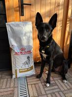 Royal Canin Urinary U/C zak 14kg dicht, Ophalen of Verzenden, Hond