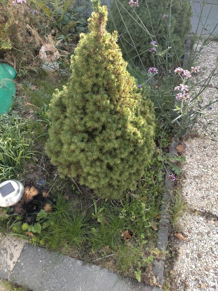 Twee Kleine Dennenboompjes, Tuin en Terras, Planten | Bomen, Overige soorten, Minder dan 100 cm, Ophalen