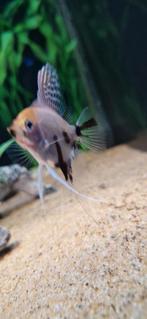 Diverse jonge maanvissen, Dieren en Toebehoren, Vis