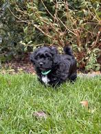 Shih Tzu-Maltezer / maltipoo nog 2 puppy's te koop, Meerdere, Nederland, Particulier, Reu