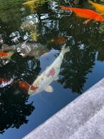 Kogane ochiba, Dieren en Toebehoren, Karper of Koi