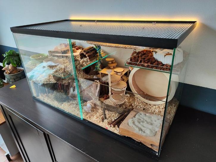 Gerbilarium / gerbil terrarium met schuifruiten, Dieren en Toebehoren, Knaagdieren en Konijnen | Hokken en Kooien, Nieuw, Hok