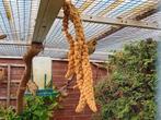 Cubavinken en bichenow astrildes, Dieren en Toebehoren, Vogels | Overige Vogels, Meerdere dieren, Tropenvogel