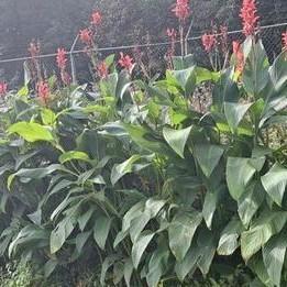 Canna knollen rood, Tuin en Terras, Bloembollen en Zaden, Knol, Voorjaar, Volle zon, Ophalen