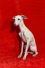 Italiaanse Windhond, Dieren en Toebehoren, 8 tot 15 weken, Buitenland, Meerdere, Fokker | Professioneel