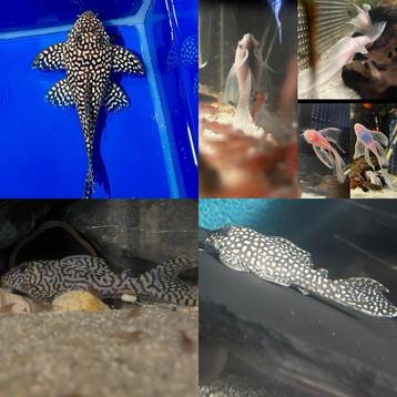 L nummers Hypancistrus Anictrus Algeneters Pleco beschikbaar voor biedingen