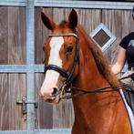Elite sport Z2 dressuur merrie KWPN 7 jaar, Dieren en Toebehoren, Paarden, Merrie, Z, Gechipt, Dressuurpaard