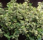 Euonymus Emerald n Gaiety | Kardinaalsmuts | Chemievrij, Ophalen of Verzenden, Overige soorten, Struik, Minder dan 100 cm